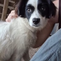 Partid, chienne à adopter