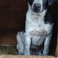 neptune, chien à adopter