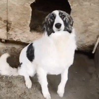 vaiana, chienne à adopter