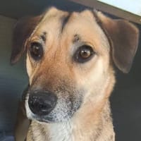 lotie, chienne à adopter