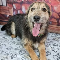 buzz, chien à adopter