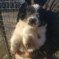 sherlock, chien à adopter