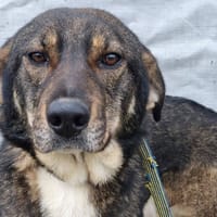 soka, chien à adopter