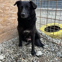 anielka, chienne à adopter