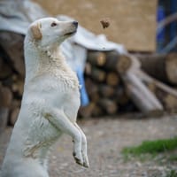 flash, chien à adopter