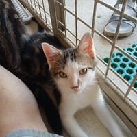BLINI, chat à adopter