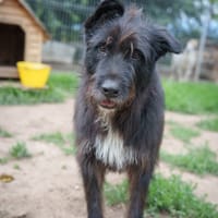 cheliuta, chien à adopter