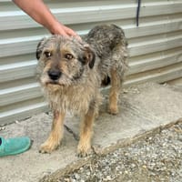 magda, chienne à adopter