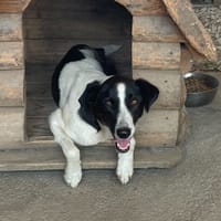 kuki, chienne à adopter