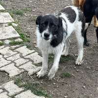 phillipa, chienne à adopter