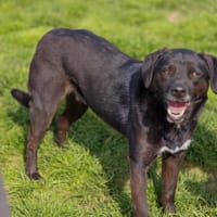 brain, chien à adopter