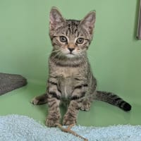 BETISE, chatte à adopter