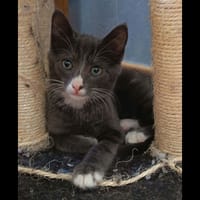 NOURS, chat à adopter