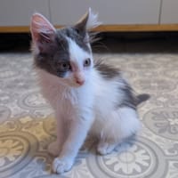 SIRIUS, chat à adopter