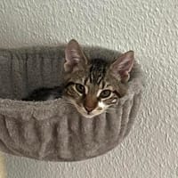 Katzenjunge Chui sucht liebevolle Menschen, Kater zur Adoption