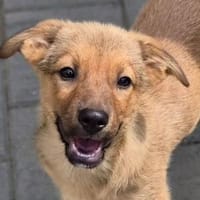 Baby KYRA, Hündin zur Adoption
