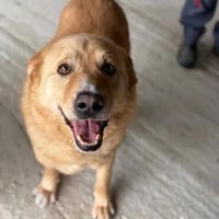 wundervoller Rüde sucht sein Glück, Hund zur Adoption