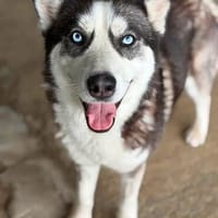 wunderschöne Husky Hündin sucht Zuhause, Hündin zur Adoption