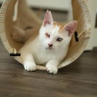 Romy, mutiges Herzenskätzchen, ca. 7 Monate seheingeschränkt, Katze zur Adoption
