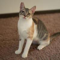 Mimi, bezaubernde Pfotenheldin, ca. 7 Monate seheingeschränk, Katze zur Adoption