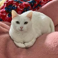 Annie sucht als Einzelkatze mit Garten/Freigang, Katze zur Adoption