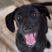 Baby BELLA, Hündin zur Adoption