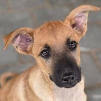 Hundebub FRODO, Hund zur Adoption