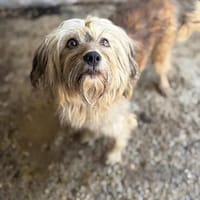 Für immer Zuhause gesucht, Hündin zur Adoption