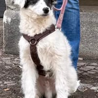 MATTI - verspielt & neugierig, Hund zur Adoption