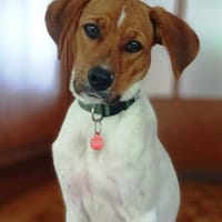 Timothy möchte gerne die Welt entdecken, Hund zur Adoption