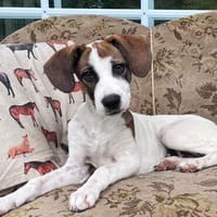 Sunny💕ab 18.07. auf PS in 49424 Goldenstedt, Hündin zur Adoption