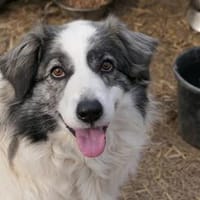 Bella - klug & verschmust, Hündin zur Adoption