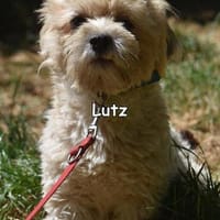 LUTZ, Hund zur Adoption