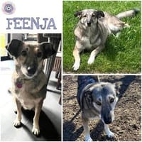 FEENJA ° benötigt Zeit um anzukommen, Hündin zur Adoption