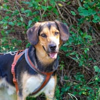 Toscka, Hund zur Adoption