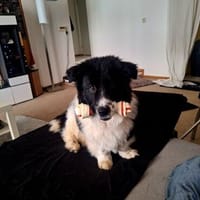 Kleiner Lica sucht seine Menschen, Hund zur Adoption