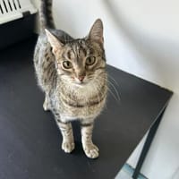 India sucht ein Zuhause mit Freigang, Katze zur Adoption
