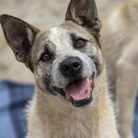 Lieber, fröhlicher Matei sucht gemütlichen Platz, Hund zur Adoption