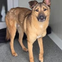 Freundlicher, sozialverträglicher Maly Mic sein Zuhause, Hund zur Adoption