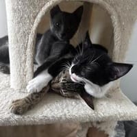 Felix, kleine Schnurrmaschine, ca. 4 Monate *in 85591 Vaters, Kater zur Adoption