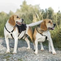 Mozart und Mimoza - die coolsten Brüder, Hund zur Adoption