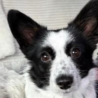 Lotte💕wartet in 83677 Reichersbeuern, Hündin zur Adoption