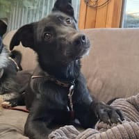 Tea; Black Beauty liebt Wasser, Hündin zur Adoption