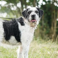Adele  Charakterhund mit Ecken, Kanten und ganz viel Herz, Hündin zur Adoption