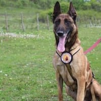 Akira - loyal, intelligent und aktiv, Hündin zur Adoption