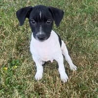 Robbie ein verschmustes Kerlchen, Hund zur Adoption