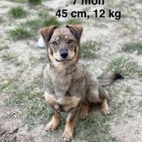 Nola, eine freundliche kleine Hündin, Hündin zur Adoption