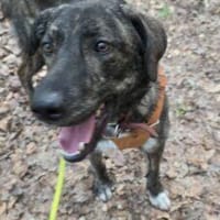 Pappi 63 cm (Pflegestelle), Hund zur Adoption