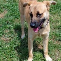 Verschmuster, lieber Junghund, Hund zur Adoption
