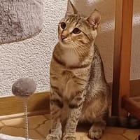 Liebevolle Suzi sucht ihr Kuschelkörbchen, Katze zur Adoption